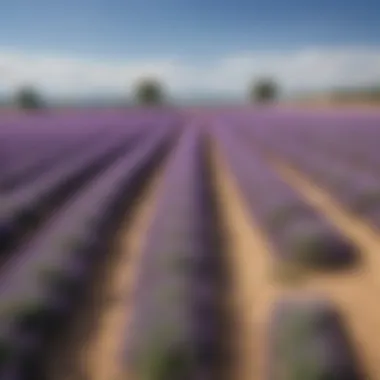 A serene representation of lavender fields under a clear blue sky, evoking a sense of tranquility and well-being.