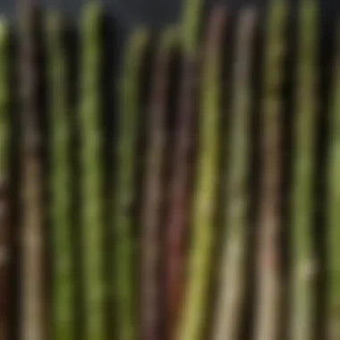 A close-up of assorted asparagus varieties showcasing their unique colors and textures