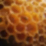 A close-up of a honeycomb dripping with golden honey