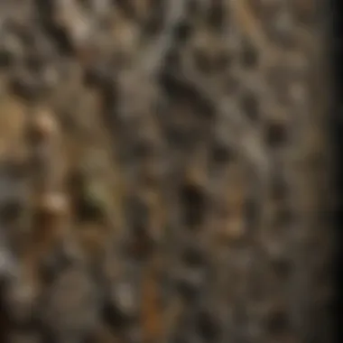 Breathtaking close-up of mold growth on a wall