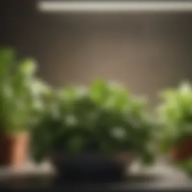 Thriving Basil Under Indoor Conditions Close-up of fresh basil leaves thriving under indoor lighting