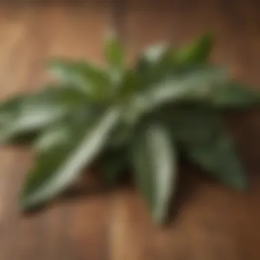 Fresh Bay Leaves Close-up of fresh bay leaves on a wooden surface