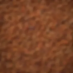 A variety of ancient wheat berries showcasing their diverse colors and textures