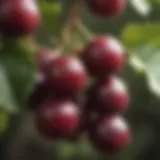 A close-up of ripe muscadine grapes hanging from a vine, showcasing their unique texture and color.