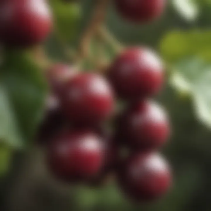 A close-up of ripe muscadine grapes hanging from a vine, showcasing their unique texture and color.