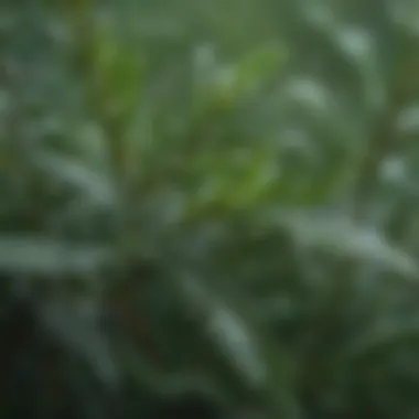 A close-up of rosemary leaves with dew drops