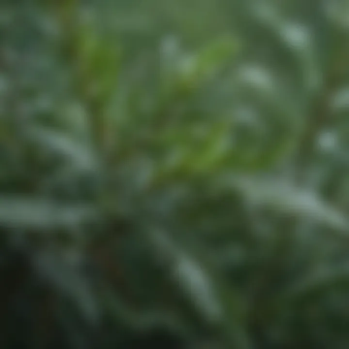 A close-up of rosemary leaves with dew drops