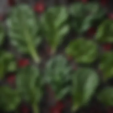 A vibrant display of spinach, kale, and Swiss chard