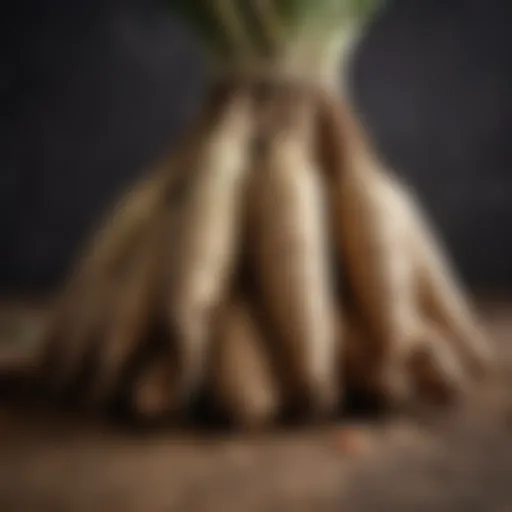 Freshly harvested yuca roots showcasing their unique texture