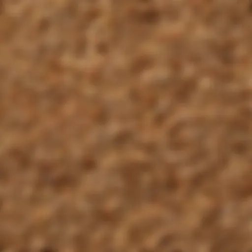 A vibrant assortment of whole grains showcasing their texture and variety.