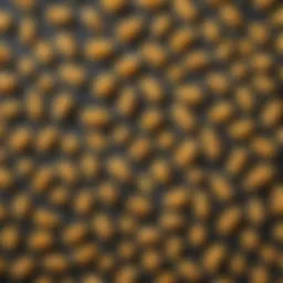 A variety of Barilla pasta shapes