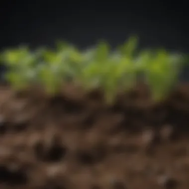 A close-up of rich, organic soil with seedlings peeking through, showcasing healthy growth.