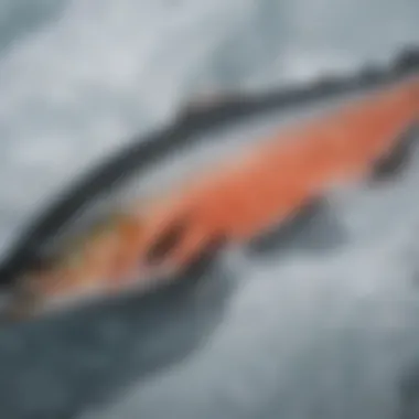 Wild Salmon on Ice Freshly caught wild salmon displayed on ice