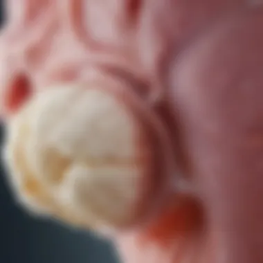 Joint Cartilage Function A close-up view of joint cartilage illustrating the role of collagen.