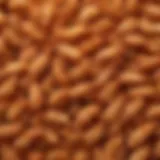 A close-up view of Kroger's crunchy butterfly shrimp showcasing its texture and golden-brown color.