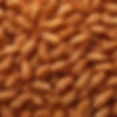 A close-up view of Kroger's crunchy butterfly shrimp showcasing its texture and golden-brown color.