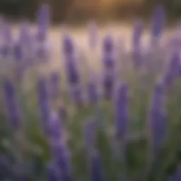A close-up of lavender flowers with droplets of dew glistening in the morning light.