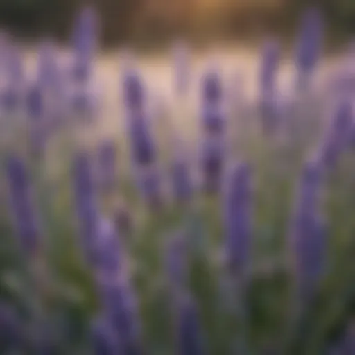A close-up of lavender flowers with droplets of dew glistening in the morning light.