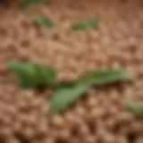 Soybeans with green leaves showcasing their natural state