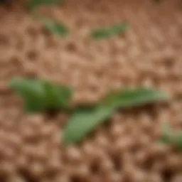 Soybeans with green leaves showcasing their natural state