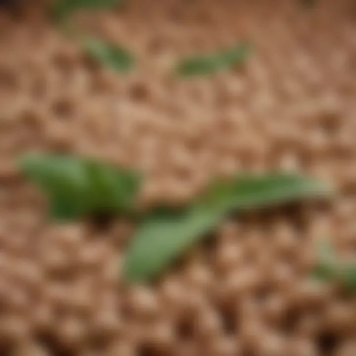 Soybeans with green leaves showcasing their natural state