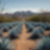 A vibrant agave field under a clear blue sky, showcasing the source of tequila.