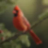 A vibrant cardinal perched on a branch, showcasing its striking red plumage.