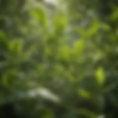 Close-up of vibrant green tea leaves reflecting sunlight