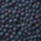 An assortment of blueberries with varying shades of blue and purple