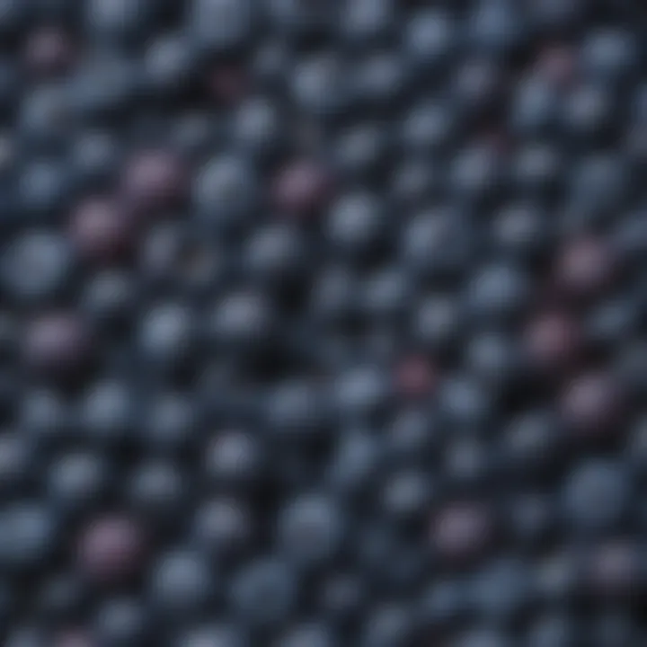 An assortment of blueberries with varying shades of blue and purple