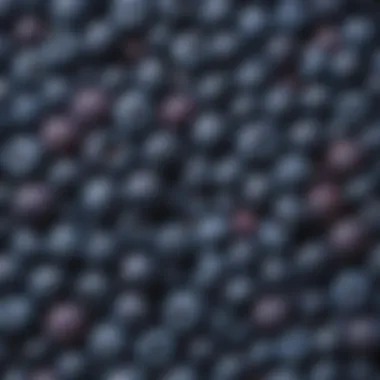 Diverse Shades of Blueberries An assortment of blueberries with varying shades of blue and purple