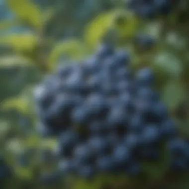 A close-up of a blueberry bush laden with ripe fruits