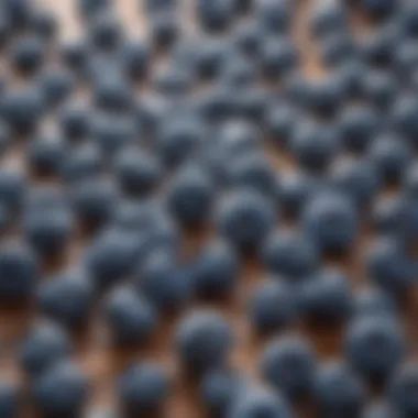 Nutritional Benefits of Blueberries A diagram illustrating the nutritional profile of blueberries