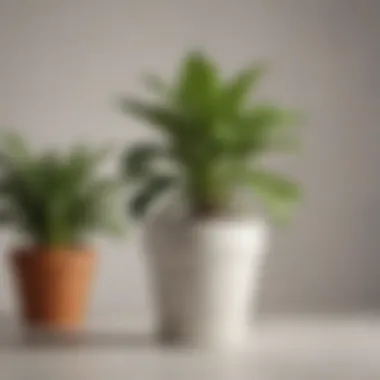 A close-up of a healthy potted plant with care instructions.