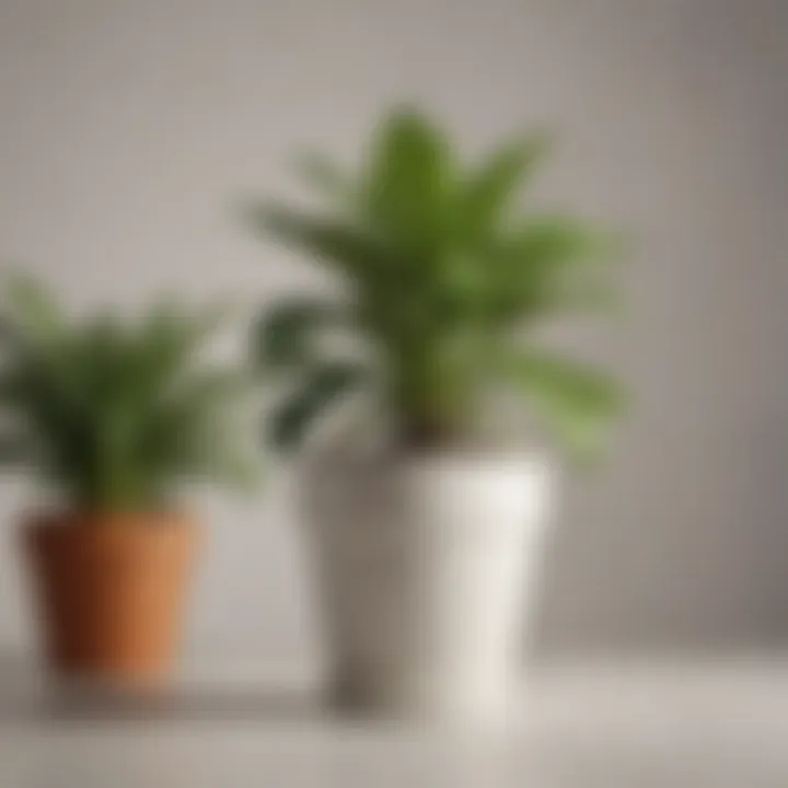 A close-up of a healthy potted plant with care instructions.