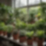 A vibrant display of various house plants in a local nursery.